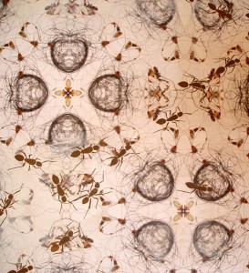 Talia Greene, Entropy Filigree (Decomposition I, ii) 2010. Photographic wallpaper, silkscreen, gesso