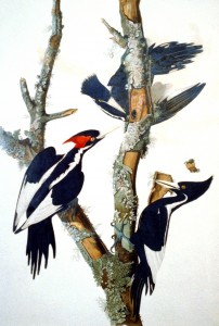 Ivory-billed Woodpecker. Color engraving by R. Havell, after drawing by John J. Audubon. Prints and Photographs Division, Library of Congress