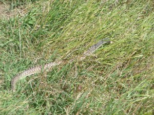 Snake Wyoming