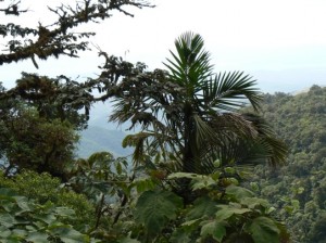 Monteverde view