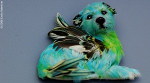 Elizabeth Hennessy's feathered dog, part of her ongoing project to use found bird feathers to create fabulist canine art.