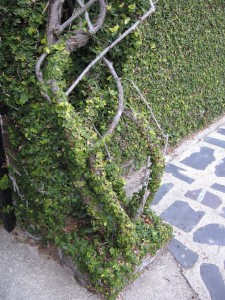 This viney creature coats these roots and the wall. We saw the same plant covering garden walls and front steps of houses. I don't know what it is, but it has a decadent aura--but not nearly as gloomy as Spanish Moss.