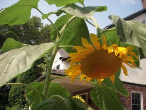 Sunflower by Stella