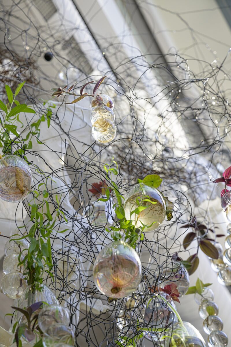 A detail of a larger installation shows clear glass orbs with nature embedded (bugs) enmeshed in a tangle of black wire that has also ensnared what looks like seaweed or other green vine-like plants. 